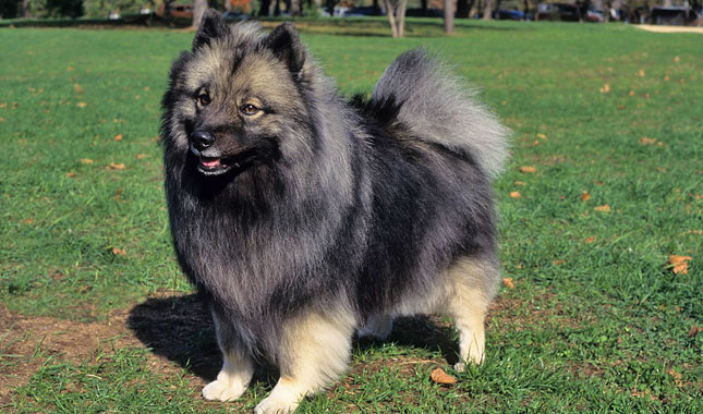 Keeshond Dog Breed