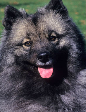 Keeshond Dog Breed