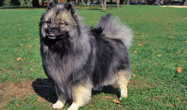 Keeshond Dog Breed
