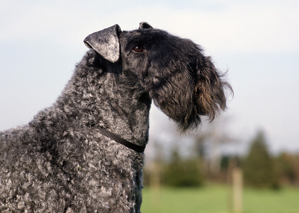 Kerry Blue Terrier