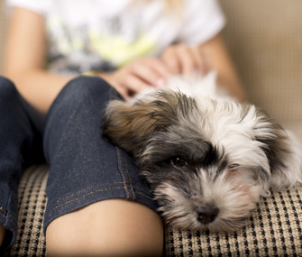 Kid petting dog