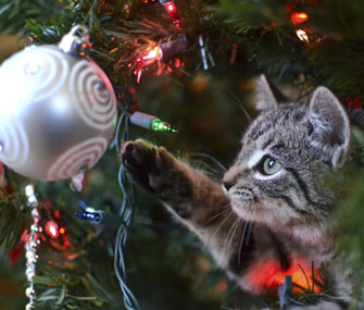 Kitten playing with ornament in a Christmas tree