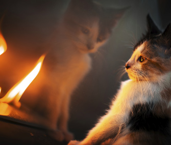 Kitten looking into fire