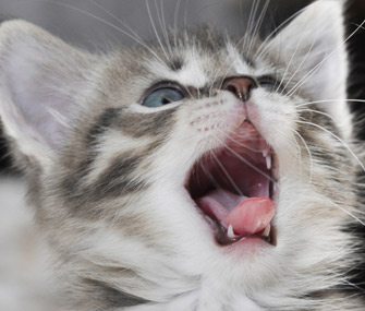 Kitten mouth
