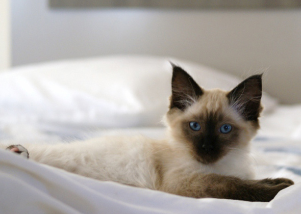 No. 7: Nala and Smokey