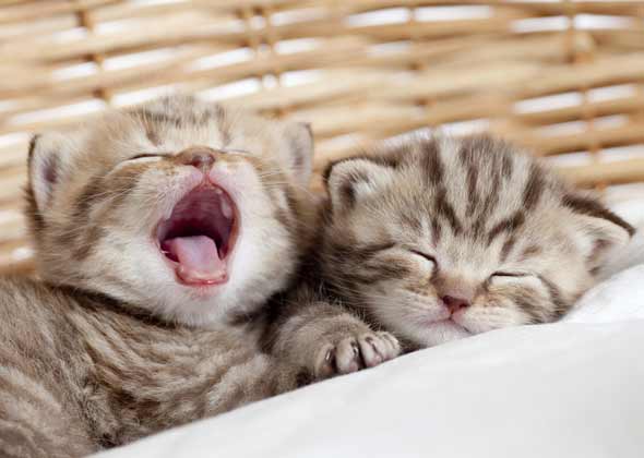 No. 1: Oliver and Bella