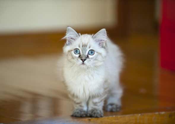 No. 2: Milo and Luna
