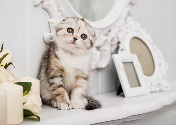 No. 7: Tiger and Lily
