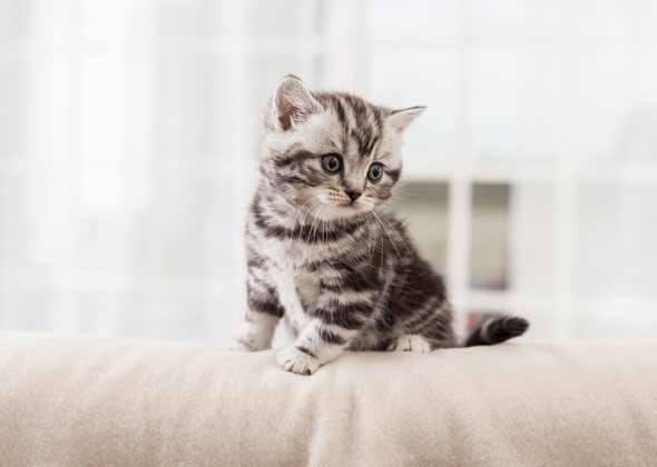 No. 10: Kitty and Gracie