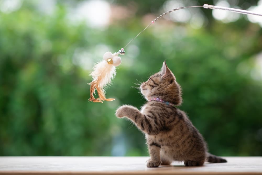 Vetstreet's 2025 Kitten Toys For Fun and Frolic