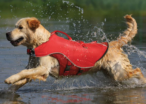 Dr. Marty Becker's Picks for the 6 Best Pet Water Safety Products