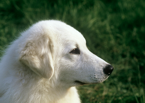 Kuvasz
