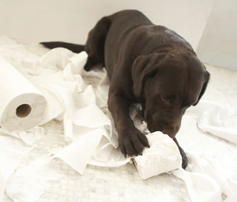 Lab Puppy Chewing