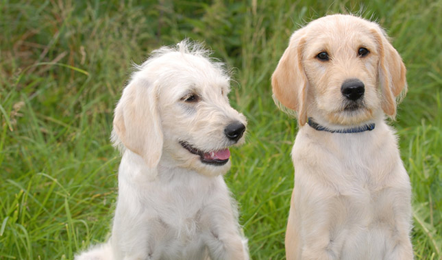 Labradoodle Dog Breed