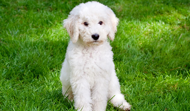 Labradoodle dog