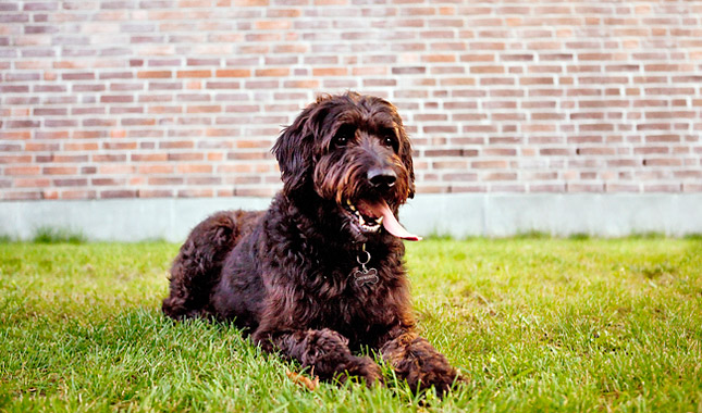 Labradoodle Dog Breed