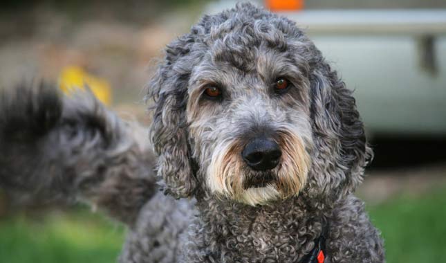 Labradoodle Dog Breed