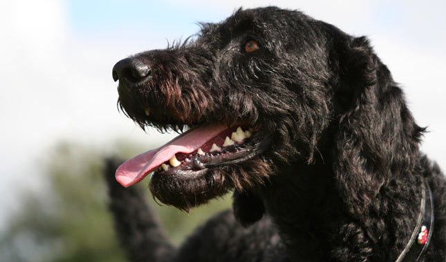 Labradoodle dog