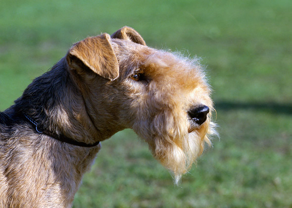 Lakeland Terrier