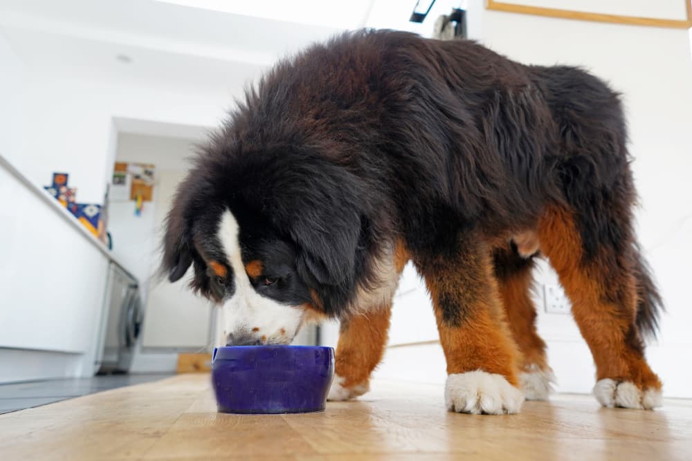 Best Lamb Dog Food: 10 Meaty Diets to Consider in 2025