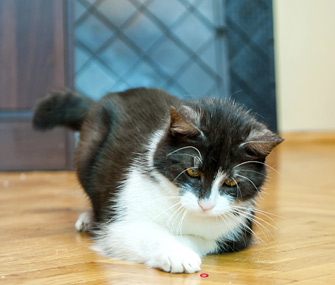 Cat chasing laser pointer