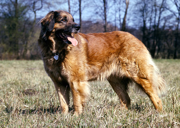 Leonberger