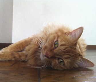 Lethargic cat