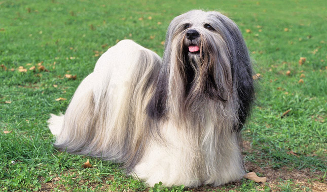 Lhasa Apso dog