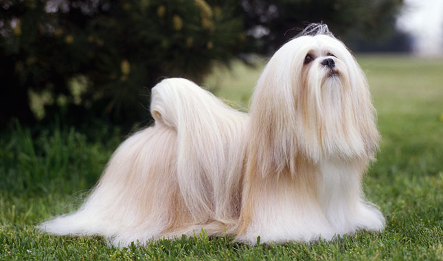 Lhasa Apso dog