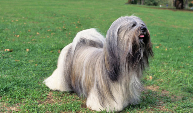 Lhasa Apso dog