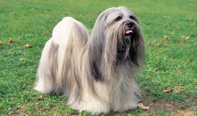 Lhasa Apso dog