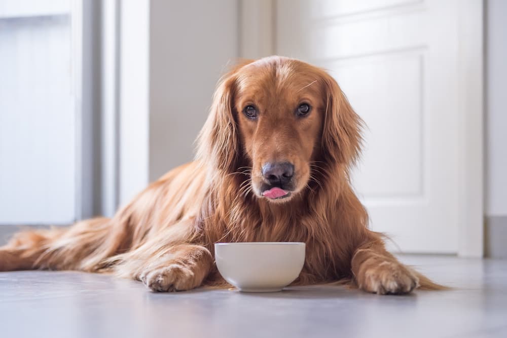 6 Best Low-Sodium Dog Foods of 2025