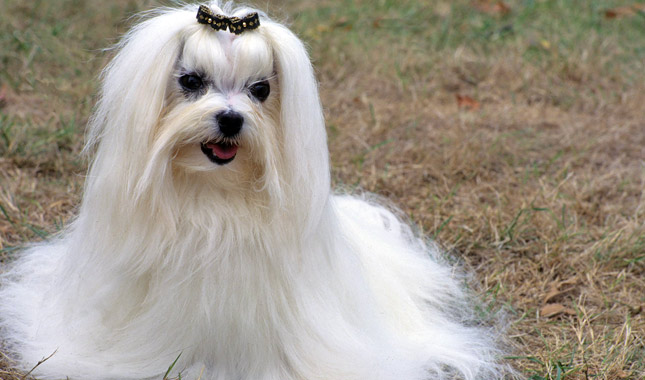 Maltese dog