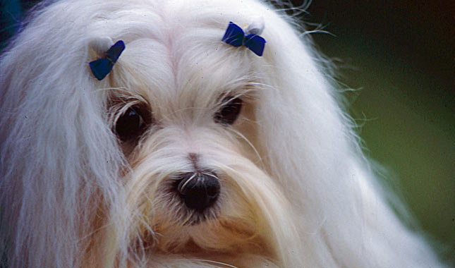 Maltese dog