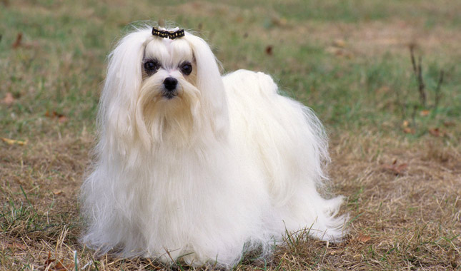 Maltese dog
