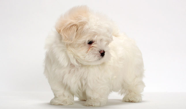 Maltese dog