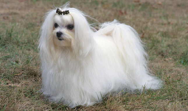 Maltese dog