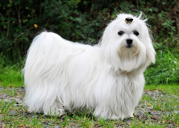 Maltese