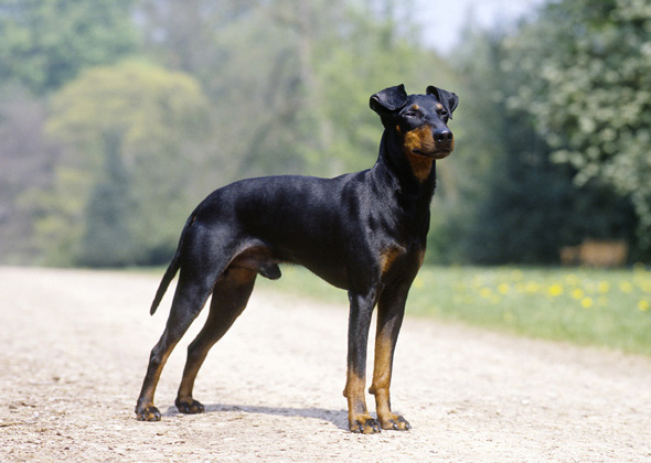 Manchester Terrier