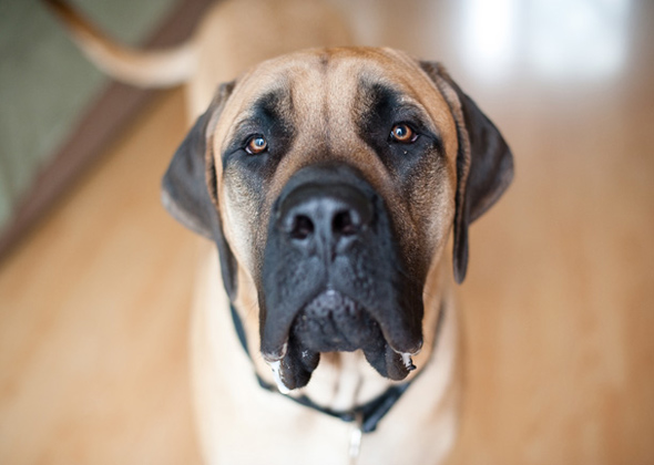 Mastiff