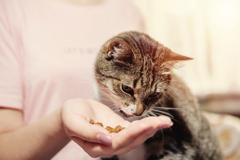 Cat looks down at cat food kibble