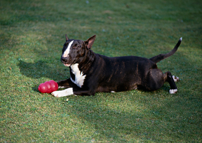 Miniature Bull Terrier