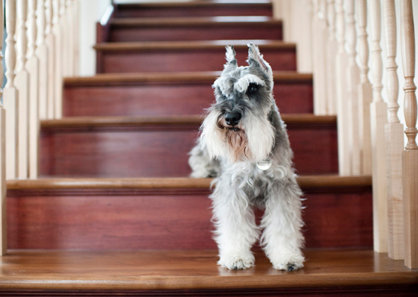Miniature Schnauzer