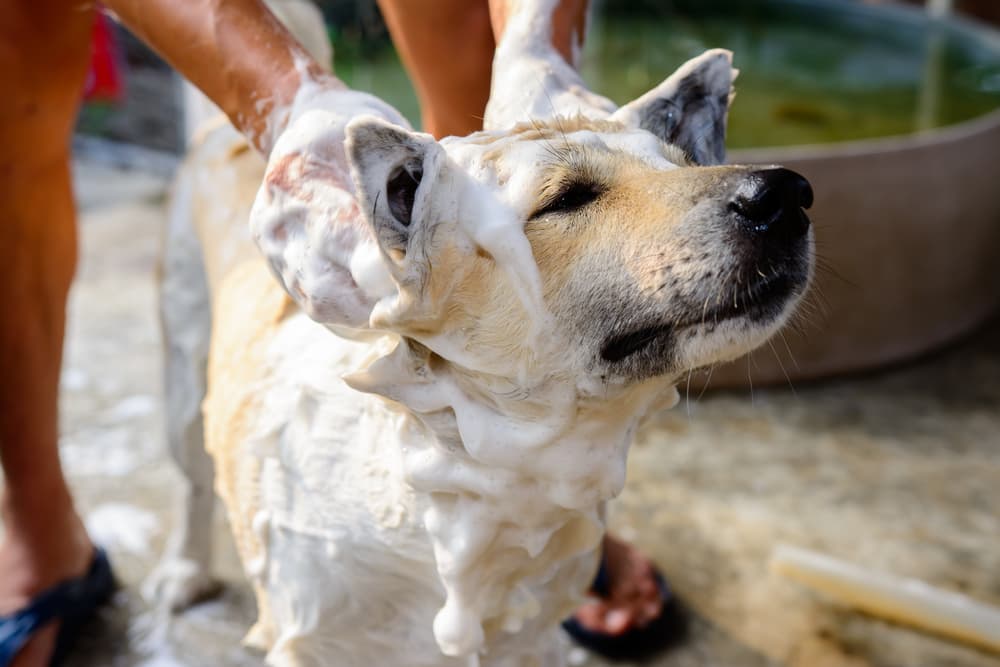 Best Moisturizing Dog Shampoo: 9 Top Picks