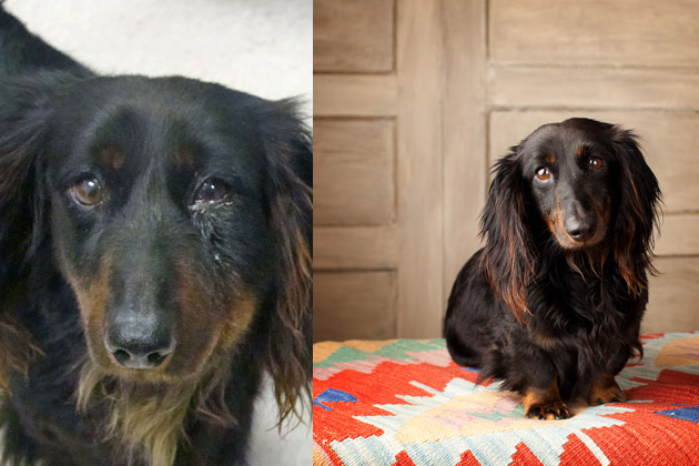 A Texas Dachshund Rescue Boosts Adoptions With a Little Help From a Pro Photographer