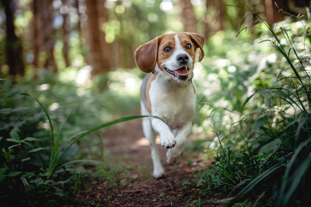 6 Vetstreet Recommended Pet-Friendly Bug Spray and Repellents