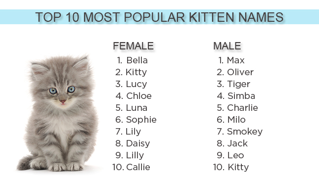 Most Popular Kitten Names 2012