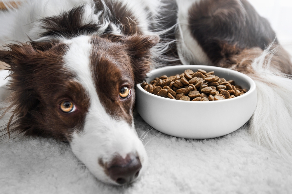 Dog looks cute curled up by bowl of food