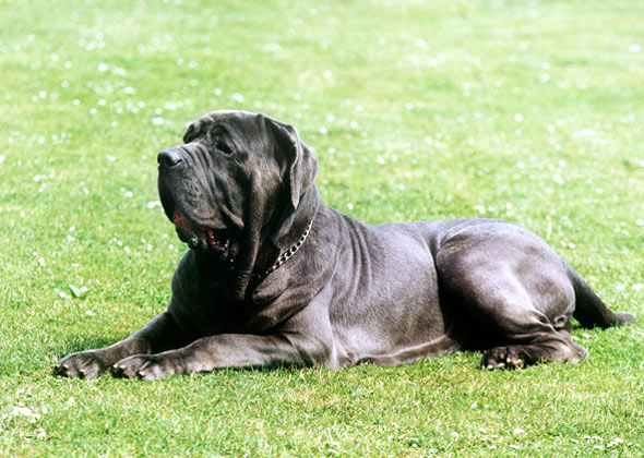 Neapolitan Mastiff