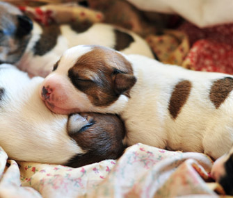 Your Puppy: What to Expect at 0 to 7 Weeks